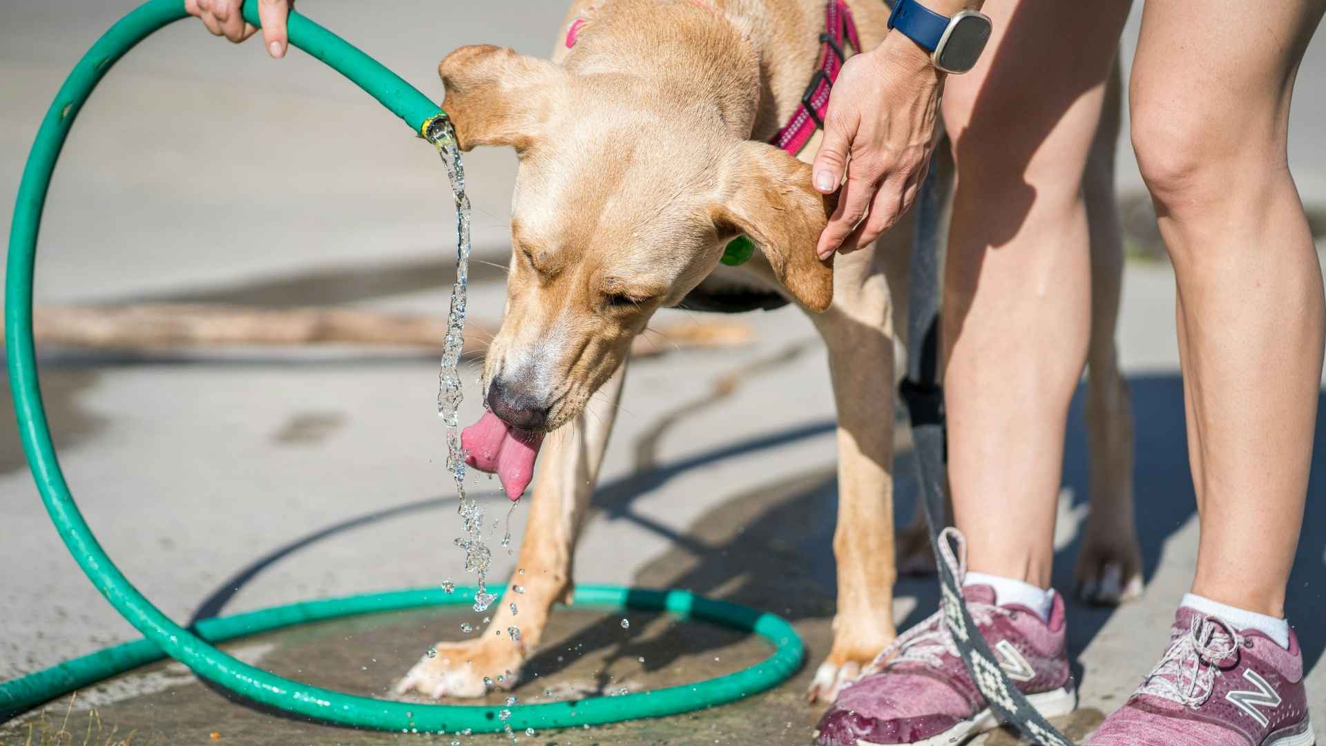 perro bebiendo agua de una manguera